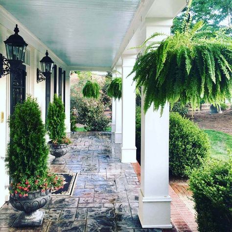 Fern On Front Porch, Front Porch Fern Ideas, Ferns On Porch, Fern Front Porch, Landscaping Around Front Porch, Front Porch Ferns, Ferns On Front Porch, Porch Ferns, Plants For Front Porch