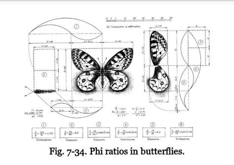 Fibonacci Sequence Art, Natural Geometry, Pencil Shading Techniques, Geometric Line Tattoo, Divine Proportion, Art Zine, Data Design, Raven Tattoo, Geometric Pattern Art