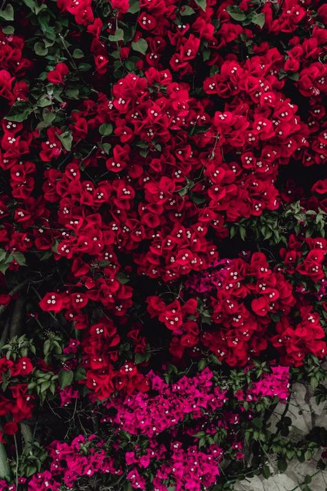 Kaboompics - Red flowers of bougainvillea tree, Portugal Yellow Flowers Painting, Bougainvillea Tree, Pink Flowering Trees, Rose Flower Photos, Photography Quotes, Background Photos, Sakura Tree, Marigold Flower, Red Rose Flower