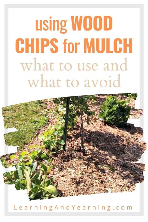 Mulch has so many benefits in an organic vegetable garden. Just remember that not all wood chip mulch is created equally. #gardening #organicgardening #homesteading #woodchips #mulch #natural Woodchips Garden Ideas, Healthy Garden Soil, Wood Chip Mulch, Preparedness Ideas, Garden Mulch, Lasagna Gardening, Types Of Mulch, Mulch Landscaping, Compost Soil