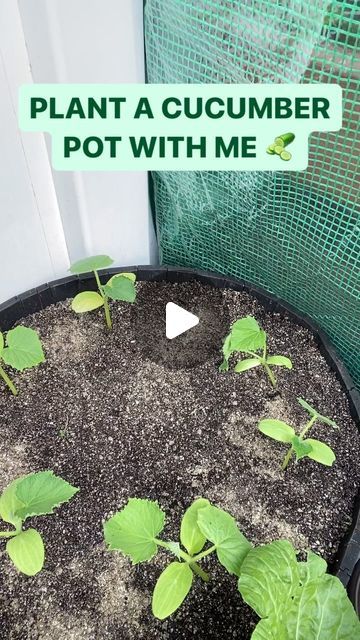 Dom | Container Gardener on Instagram: "WHAT’S GROWIN’ ON —  Plant a cucumber pot with me 🥒   Use my link in bio to get a @power_planter for yourself  2x7 size auger used in video   The variety is marketmore  From @botanical_interests   Follow @doms_epic_garden for More garden content.  . . . . . .  #reels #reelsinstagram #reelsinstagram #reelsvideo #reelsinsta #gardenreel #gardenreels #seedlings #babyplants #gardenersofinstagram #seedlings #sproutingseeds #plantreels #seedreels #peppers #pepperplant #reels #reelsinstagram #reelsinstagram #reelsvideo #reelsinsta #gardenreel #gardenreels #marigold #babyplants #gardenersofinstagram #raisedbedsgarden #rainbarrel #recyclegarden #flowers #flowerstagram #flower #seedlings #sproutingseeds #plantreels" Cucumber Trellis For Pots, Potted Cucumber Trellis, Plant Cucumbers In Pots, Vegetable Garden In Pots Ideas, Planting In Barrels, Plant Vegetables In Pots, Growing Cucumbers In Pots, Cucumber Container Gardening, What To Plant In Barrel Planters