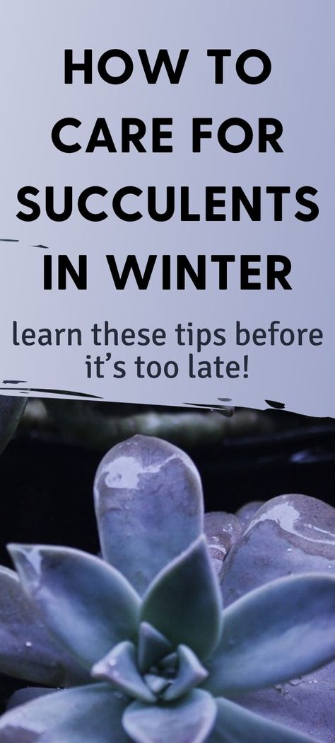 Succulent plant outside in the cold. Text reads how to care for succulents in winter, learn these tips before it's too late! Succulent Care Indoor, Succulents Outdoor, Succulent Care Tips, Water Succulents, Succulent Outdoor, Hardy Succulents, Types Of Succulents Plants, Survive Winter, Indoor Succulents