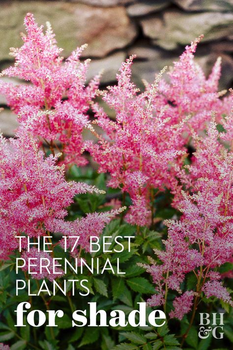 Brighten up shaded spots in your landscape with these easy-to-grow, colorful shade-loving perennial plants that come back year after year. These pretty shade perennials can make hard to grow areas the greatest points of interest in your garden. #gardening #gardenideas #plantsthatgrowintheshade #perennials #bhg Shade Perennial Garden, Shady Gardens, Shade Loving Shrubs, Shade Landscaping, Shade Garden Design, Shade Loving Perennials, Shade Garden Plants, Best Perennials, Shade Flowers