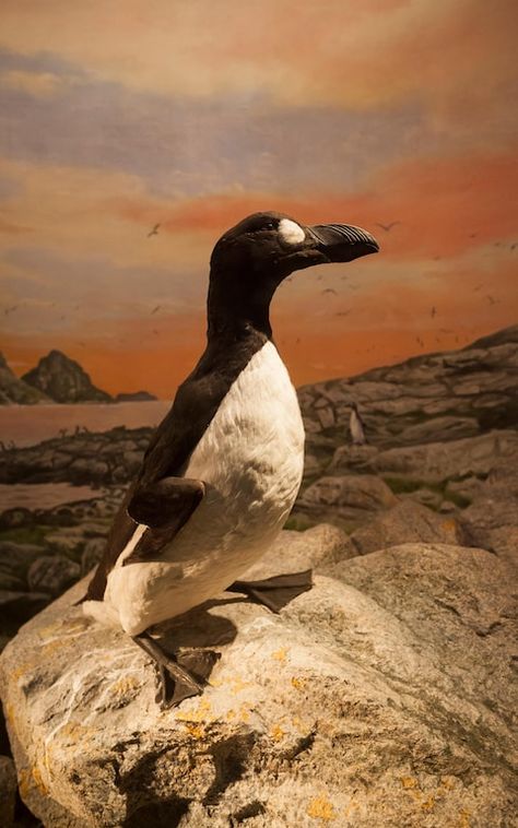 Great Auk Great Auk, Extinct Birds, 20th Century Studios, Strange History, Pretty Animals, Prehistoric Animals, Bring Back, The Dead, Animals Wild