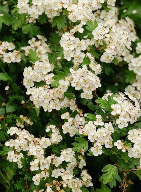 hawthorn is a birth flower for may Trees For Small Gardens, Ornamental Pear Tree, White Flowering Trees, Ornamental Cherry, May Birth Flowers, Hawthorn Tree, Flowering Cherry Tree, White Blossom, Garden Shrubs