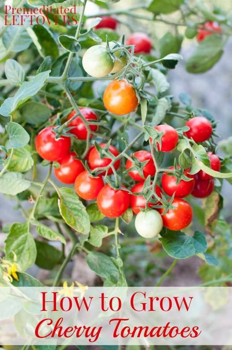 Tomatoes In A Pot, Grow Cherry Tomatoes, Tomato Container Gardening, How To Grow Cherries, Growing Cherry Tomatoes, Tomato Planting, Tomatoes In Pots, Easy Gardening Ideas, Gemüseanbau In Kübeln