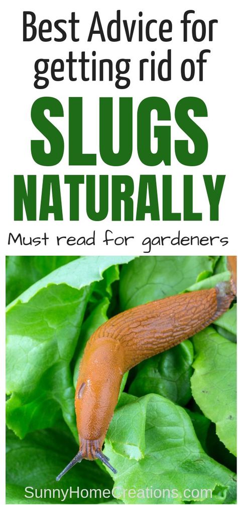 Slug Repellant, Getting Rid Of Slugs, Slugs In Garden, Organic Insecticide, Organic Pesticide, Lawn Care Tips, Garden Insects, Backyard Vegetable Gardens, Garden Pest Control