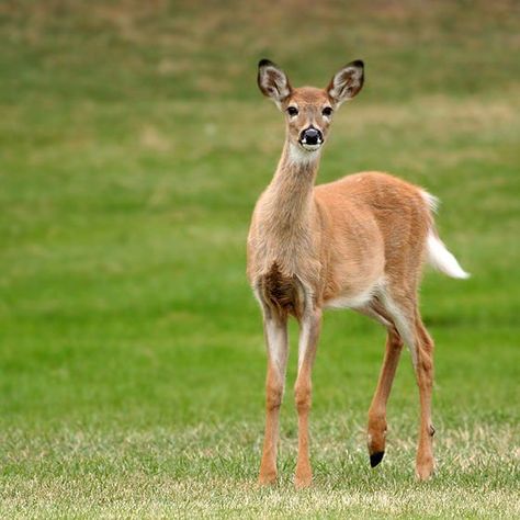 Butchering Deer At Home, How To Get Gamey Taste Out Of Deer Meat, Venison Recipes Crockpot, Field Dressing A Deer, Deer Roast, Deer Processing, Meat Curing, Deer Stand Plans, Venison Meat