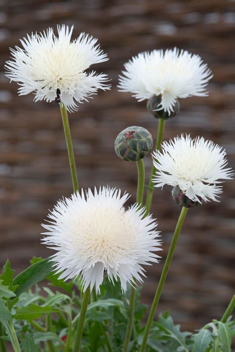 Immerse yourself in the splendor of the New Bride Sweet Sultan - a true standout in your garden! Its elegant, fluffy blooms in pure white exude a captivating aroma of cocoa. Whether you choose to directly sow or transplant, the Sweet Sultan is sure to leave a lasting impression in your cottage or wildlife garden. Hydrangea Picture, Fluffy Flowers, Lily Pictures, Pumpkin Pictures, Wildlife Garden, Good Night Flowers, Green Pictures, New Bride, Buy Seeds