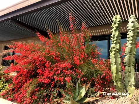 Desert Plants Landscaping, Russelia Equisetiformis, Yellow Flowering Plants, Garden Planing, Tanaman Air, Valley House, Arizona Landscape, Green Acres, Light Blue Flowers