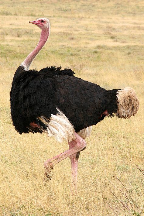 Ostrich Facts | Ostriches | African Animals Flightless Bird, Big Animals, Bird Wallpaper, Animal Facts, Big Bird, Bird Drawings, African Animals, Weird Animals, Animal Wallpaper