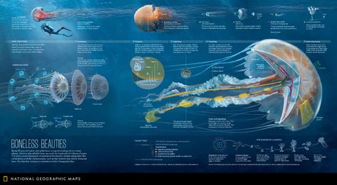 Jellyfish Species, Scientific Poster, Portfolio Design Layout, Info Design, National Geographic Magazine, Information Graphics, Scientific Illustration, Marine Biology, Ocean Life