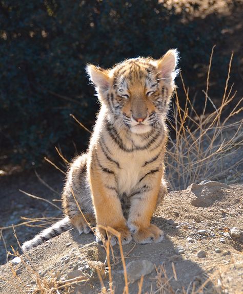 Tiger Cubs, Tiger Kids, Epic Pictures, Tiger Pictures, Tiger King, Baby Tiger, Cute Tigers, Tiger Cub, Baby Lion