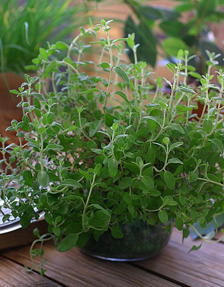 How to Take Sweet Marjoram Cuttings Marjoram Plant, Growing Catnip, Sweet Marjoram, Origanum Majorana, Vegetable Garden Planner, Herb Garden Design, Garden Planner, Plant Diseases, Indoor Herb Garden