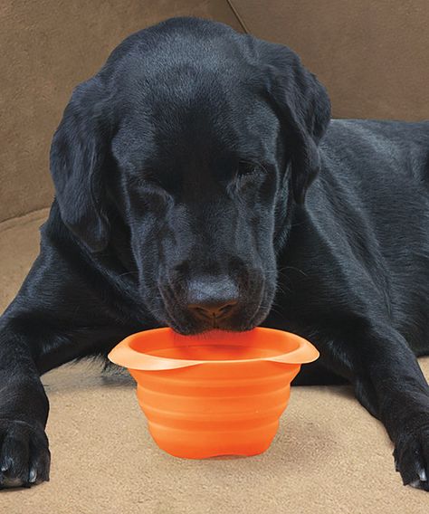 Look at this Orange Collapsible Pet Dish on #zulily today! Collapsible Dog Bowl, Pet Dish, Travel Dog Bowl, Portable Food, High Road, Muddy Paws, Pet Hacks, Long Walks, Dog Bowl