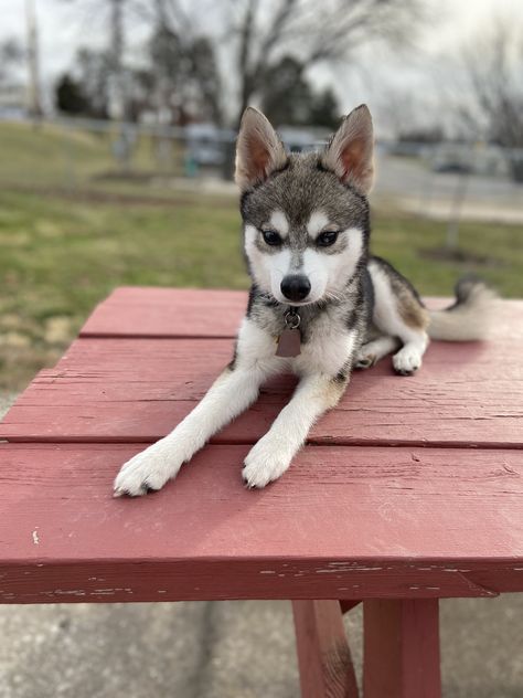 Klee Kai Dog, Alaskan Klee Kai Puppy, Mini Huskies, Miniature Husky, Greenland Dog, Pembroke Corgi, Husky Breeds, Family Friendly Dogs, Alaskan Klee Kai