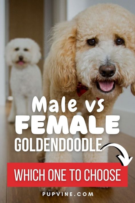 Looking for cute dogs? The Goldendoodle is one of the most popular dog breeds out there, and for many, their dream dog… one that they have always wanted to bring into their home.Is there a lot of difference when it comes to male vs female Goldendoodles? Mini Goldendoodle Full Grown Haircut, Golden Doodle Care, Curly Goldendoodle, Double Doodle Dog, Goldendoodle Full Grown, White Goldendoodle, Labradoodle Grooming, Toy Goldendoodle, Doodle Dog Breeds