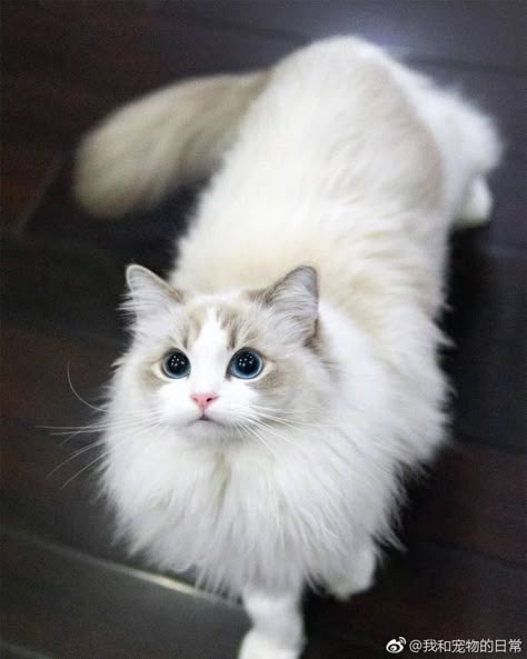 Graceful cat Söt Katt, Image Chat, Most Beautiful Cat, Gorgeous Cats, Animale Rare, Most Beautiful Cat Breeds, Haiwan Peliharaan, Fluffy Cat