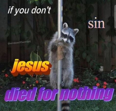 Raccoon Funny, Cute Raccoon, Trash Panda, Silly Animals, Racoon, Funny Reaction Pictures, Cute Memes, Really Funny Pictures, Animal Memes