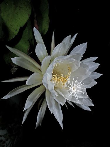 Queen of the Night, Epiphyllum oxypetalum, a species of cactus and one of the most cultivated species in the genus. E. oxypetalum blooms rarely and only at night, and its flowers wilt before dawn. Queen Of The Night Flower, Cover Ups Tattoo, Epiphyllum Oxypetalum, Night Blooming Flowers, Orchid Cactus, Making Plant Pots, Queen Of The Night, Blooming Cactus, Night Flowers