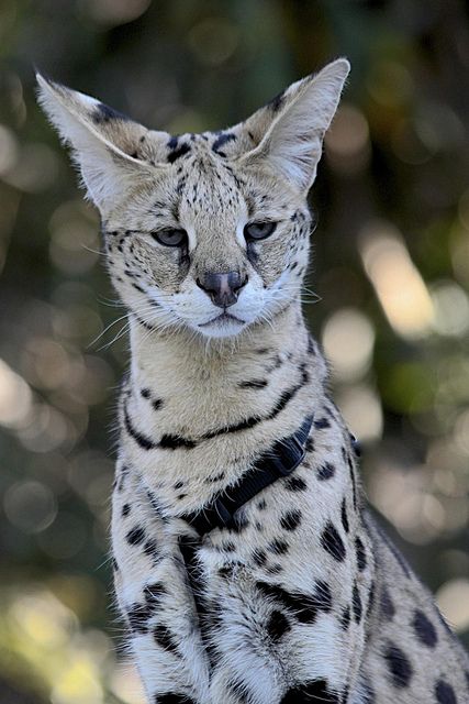 Huge Cats, Savanna Cat, F1 Savannah Cat, African Serval, Serval Cat, Savannah Cats, Huge Cat, Serval Cats, Normal House