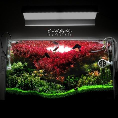 Freshwater Aquascape, Aqua Scape, Aquascape Design, Fish Tank Design, Dutch Style, Aquarium Landscape, Red Plants, Growing Gardens, Aquarium Plants