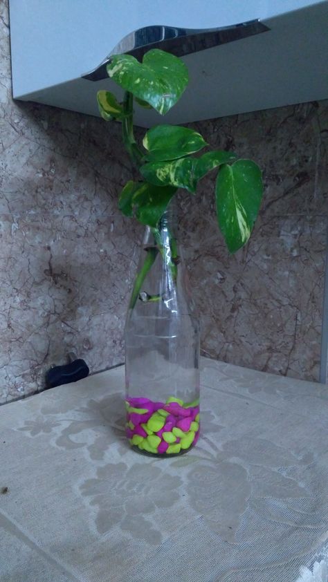 Money plant in Glass bottle Money Plant In Bottle, Plant In Glass Bottle, Money Plant In Water, Money Plant Decor, Plants In Glass Jars, Money Plant Care, Hanging Baskets Diy, Money Plants, Plant In Glass