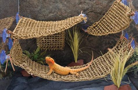 Bearded Dragon Hammock, Dragon Pet, Diy Reptile, Bearded Dragon Enclosure, Bearded Dragon Terrarium, Bearded Dragon Cage, Bearded Dragon Habitat, Bearded Dragon Diet, Baby Bearded Dragon