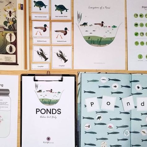 Pond Unit Study, Food Web Activities, Montessori Projects, Weather Unit Study, Mobile Library, Homeschool Nature Study, Weather Unit, Kandinsky Art, Butterfly Pea Flower