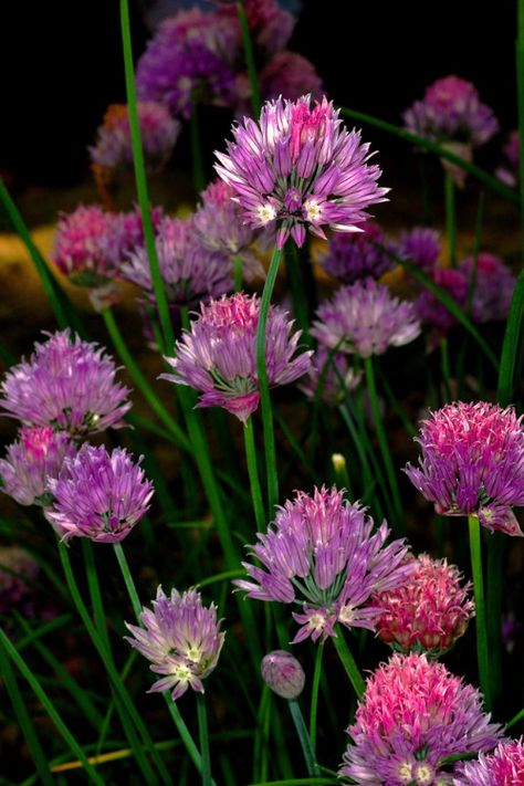 •❋•Photography•❋• Allium Schoenoprasum, Tree Nuts, Fruit And Veg, On Tumblr, Cactus, Tumblr, Plants, Flowers, Photography