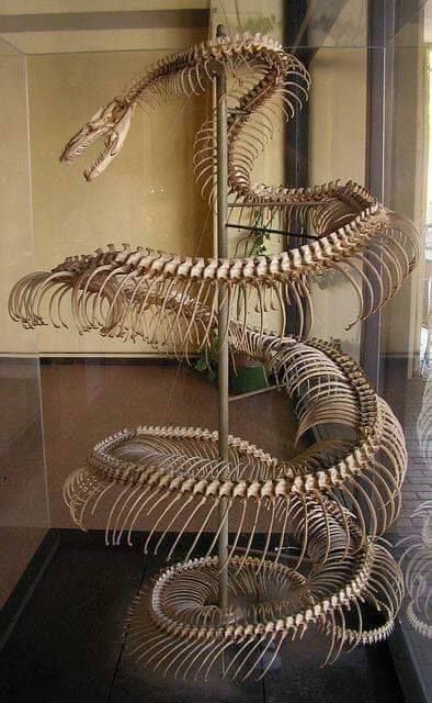 This is the skeleton of a Titanoboa cerrejonensis giant snake that lived 58 or 60 million years ago. Megaloceros Giganteus, Animal Skeletons, Vulture Culture, Tapeta Galaxie, Seni 3d, Extinct Animals, Animal Bones, The Skeleton, Natural History Museum