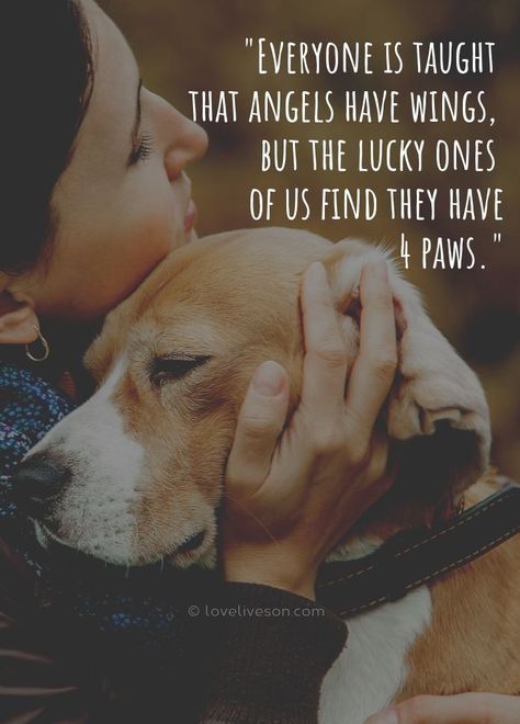 Save Animals Quotes, Quotes Sympathy, Losing A Pet Quotes, Pet Quotes Dog, Quotes Rainbow, Inspirational Animal Quotes, Pet Quotes, Background Grey, Dog Quotes Love