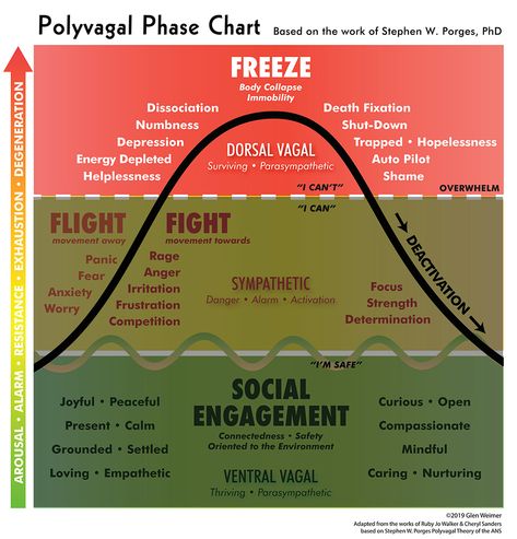 Polyvagal Theory Nervous System, Polyvagal Theory Exercises, Somatic Experience, Nerf Vague, Polyvagal Theory, Vagus Nerve, Dissociation, Hypnotherapy, Teacher Guides