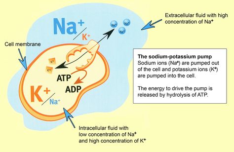 Potassium and Sodium Sodium Potassium Pump Notes, Coding Notes, Sodium Potassium Pump, Color Coding Notes, Nursing Hacks, Extracellular Fluid, Psoas Muscle, Biology Notes, Sodium Chloride