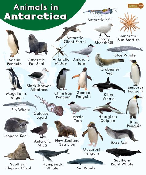 Antarctica Activities, Macaroni Penguin, Antarctic Animals, Kinds Of Animals, Fin Whale, Leopard Seal, Penguin Species, Fur Seal, Elephant Seal