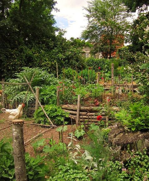 What to do with a slope? (permaculture forum at permies) Fae Garden, Suburban Homesteading, Garden Escape, Hippie Garden, Kitchen Gardens, Lots Of Plants, Garden Goals, Potager Garden, Zone 9