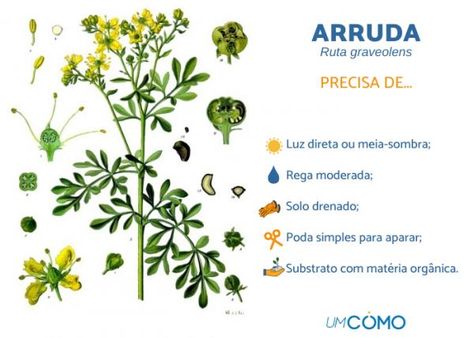 Como Cuidar de Arruda: Dicas para Plantar, Cuidados e Curiosidades Eco Garden, Plant Lady, Secret Garden, Mural, Plants, Flowers, Green