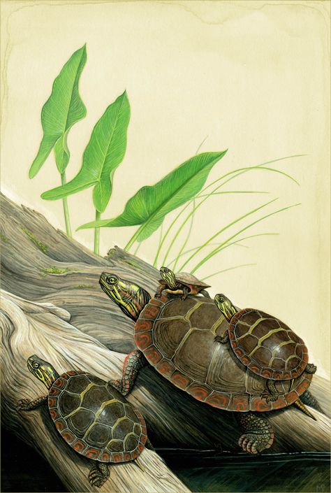 Land Turtle Painting, Painted Turtle Drawing, Tortoise Painting, Log Drawing, Eastern Painted Turtle, Western Painted Turtle, Painted Turtles, Turtle Sketch, Turtle Artwork