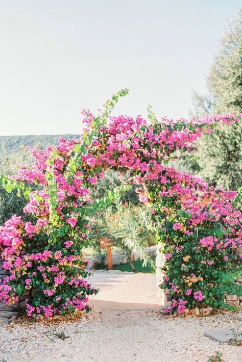 Bougainvillea Chuppah, Bougainvillea Arbor, Bougainvillea Beach Wedding, Bougainvillea Olive Wedding, Pink Marriage, Bouganvilla Arch Wedding, Bougainvillea Wedding Arch, Bougainvillea Arch, Bougainvillea Archway