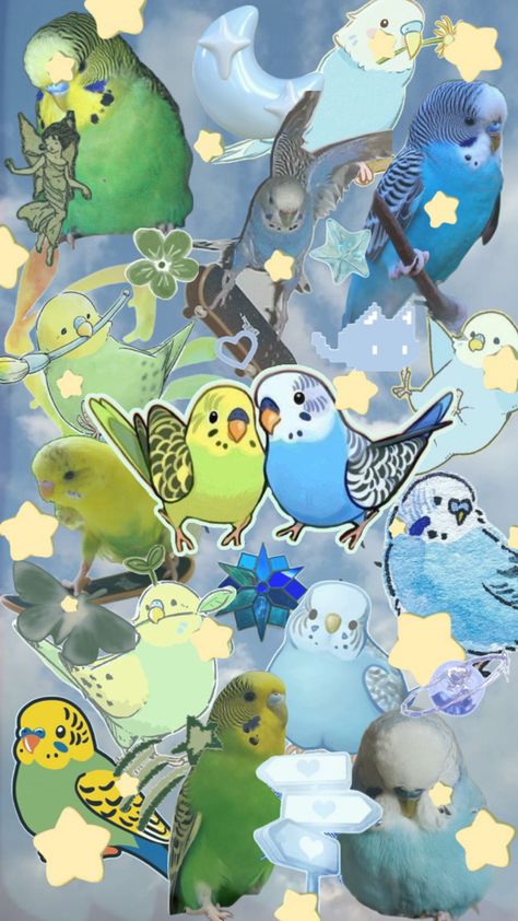 Budgie Wallpaper, Green Budgie, Birdy, Wallpaper Aesthetic, Wallpapers, Stars, Green