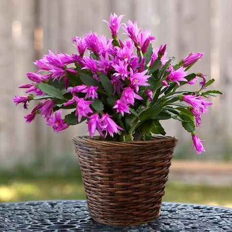 segments from a healthy stem. Allow the stem cuttings to dry out for a few hours before planting them to avoid stem rot.SPECIAL OCCASIONChristmas Cactus plants are perfect gifts for Thanksgiving and Christmas. Stone Cactus, Christmas Cactus Care, Christmas Cactus Plant, Agave Attenuata, Easter Cactus, Thanksgiving Cactus, Holiday Cactus, Cactus Seeds, Cactus Care