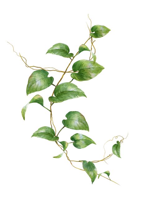 Plant Leaves Painting, Leaf Vine Drawing, Pothos Vine, Vine Drawing, Drawing Step By Step, Vine Tattoos, Plant Tattoo, Leaves Illustration, Botanical Tattoo