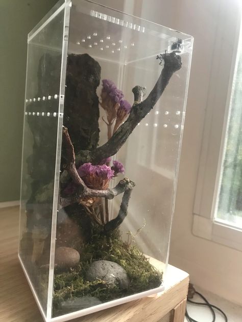 Mantis Terrarium, Bug Pinning, Insect Enclosure, Terrarium Tank, Orchid Mantis, Enclosure Ideas, Jumping Spiders, Stick Insect, Jumping Spider