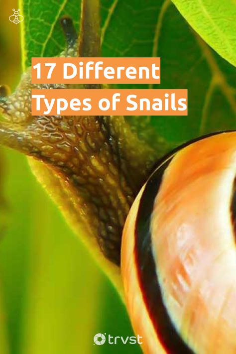 Types Of Snails, Snail Species, Snail Facts, Freshwater Snails, Roman Snail, African Snail, Aquarium Snails, Cone Snail, Giant African Land Snails