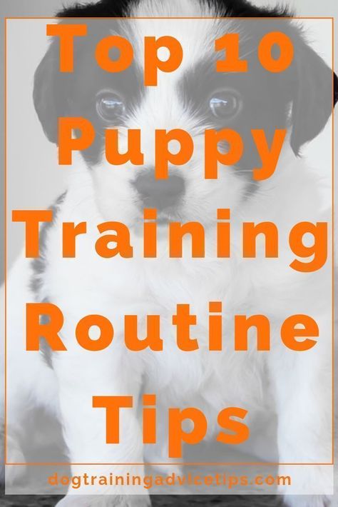 Puppy Commands, Dog Minding, Training Routine, Easiest Dogs To Train, Dogs Training, Routine Tips, Dog Training Advice, Puppy Training Tips, Dog Training Techniques