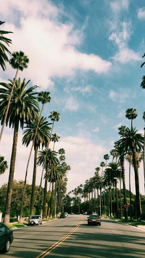 California Palm Trees, Palm Trees Wallpaper, Photographie Inspo, Tree Wallpaper, 문신 디자인, Tumblr Wallpaper, Summer Wallpaper, Nature Wallpaper, Beautiful Landscapes