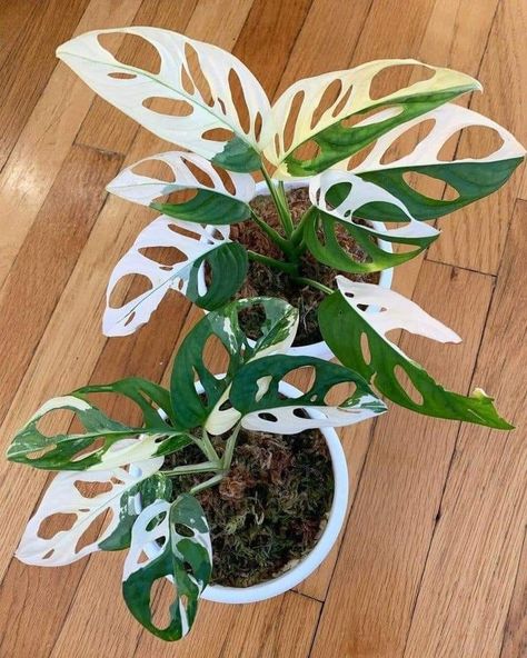 Pretty Indoor Plants, Beautiful Houseplants, Indoor House Plants, Cactus House Plants, Plant Goals, Plant Care Houseplant, White Plants, Best Indoor Plants, Inside Plants