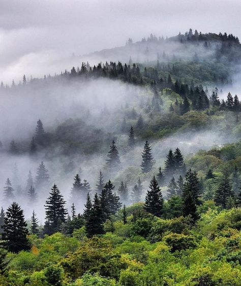 Mountain Aesthetic, Mountains Aesthetic, Mountain Landscape Photography, Nc Mountains, Forest Mountain, Image Nature, Asheville North Carolina, Appalachian Mountains, Mountain Photography