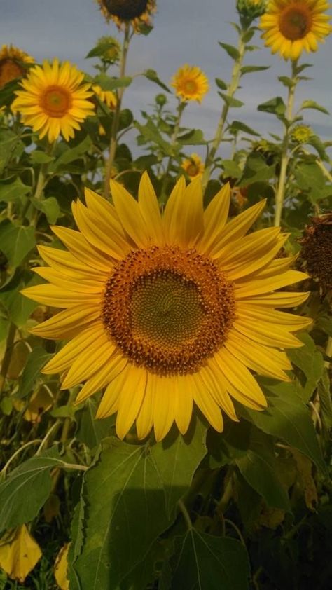 Aesthetic Paper, Vincent Willem Van Gogh, Growing Sunflowers, Sunflowers And Daisies, Sunflower Pictures, Sunflower Garden, Flower Craft, Sunflower Wallpaper, Nothing But Flowers