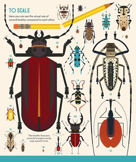 Bug Illustration, Owen Davey, Art Bio, Gig Poster, Scientific Illustration, Animal Posters, Beetles, Egg Shells, Life Size